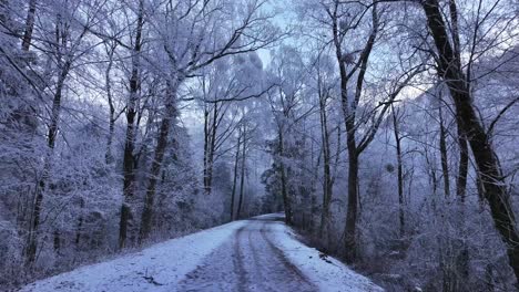 A peaceful winter scene near Walenstadt, Switzerland, with a snow-covered road surrounded by frosty trees, inviting a serene walk through the tranquil landscape.