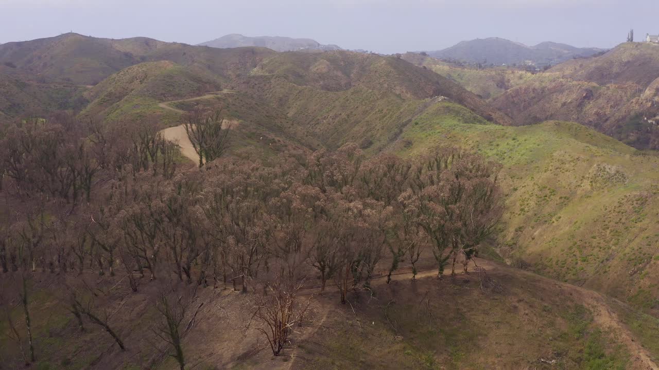 Close-up aerial panning shot of recovering eucalyptus trees on the Inspiration Trail in Will Rogers State Historic Park after the fire in Pacific Palisades, California. 4K