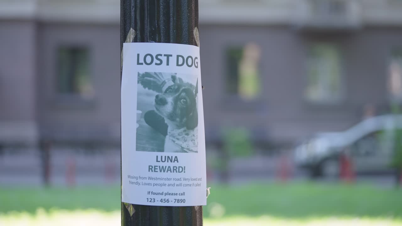 cartel de perro desaparecido en el poste de la lámpara, rescate de animales, dueño en busca de mascota perdida