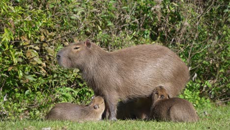 capybara (hydrochoerus hydrochaeris) stands as pups nurse beneath, surrounded by wetland grasses, ibera national park, corrientes, argentina. wildlife nurturing scene