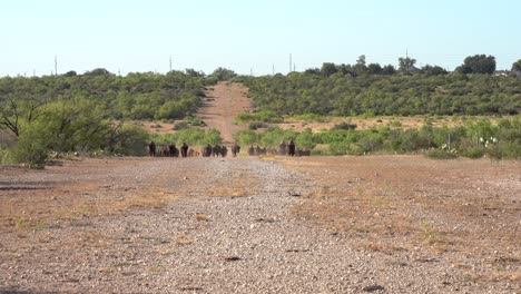 Bisonherde-Läuft-In-Der-Ferne