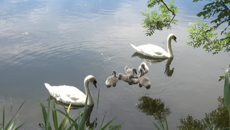 wide shot of white swans with baby cygnets, on a bright sunny day