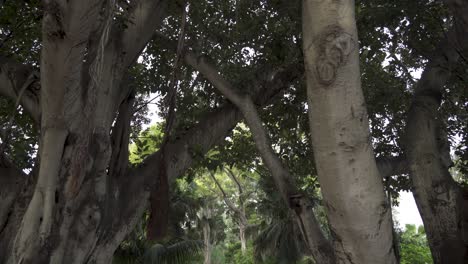 reveal shot of two big trees with vines hanging from branches in san anton gardens