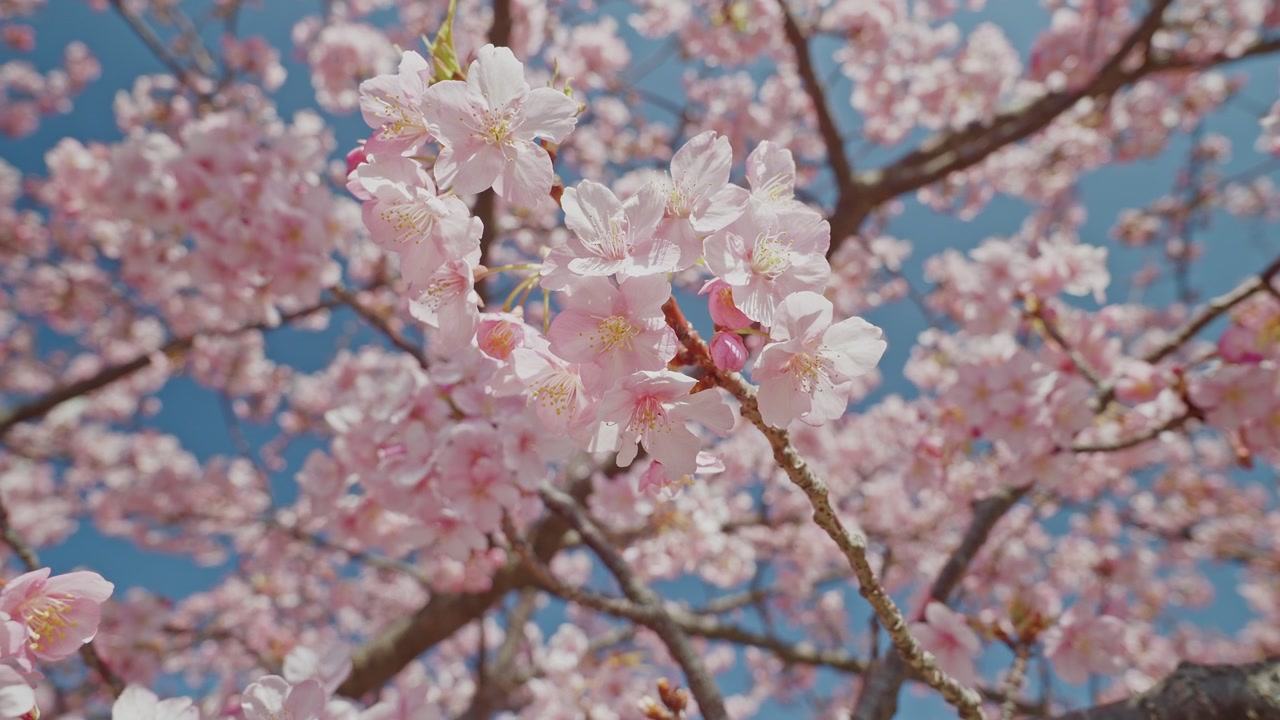 Fiori di ciliegio rosa pallido su un sottile ramo in primo piano risaltano contro uno sfondo di alberi densamente fioriti e un cielo azzurro tenue. La profondità floreale stratificata e le delicate tonalità pastello evocano una sensazione di calma e abbondanza