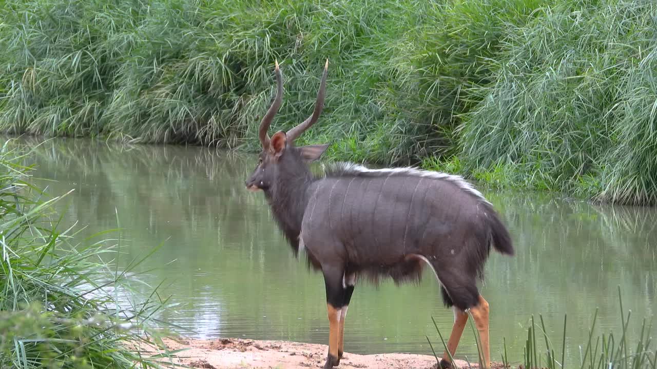 A big antlered animal stands gracefully beside a stream in the lush surroundings of Kruger National Park, showcasing the park's diverse wildlife.