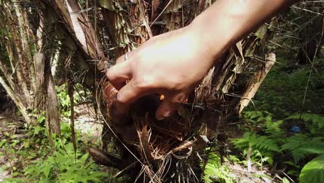 Cosecha-De-Fruta-De-Serpiente-Salacca-Salak-A-Mano-En-Bali-Indonesia