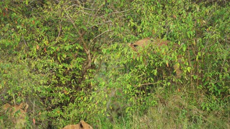 Slow-Motion-Shot-of-Young-lion-hiding-in-bushes-for-shelter-to-camouflage,-deep-in-lush-African-nature-in-Maasai-Mara-National-Reserve,-Kenya,-Africa-Safari-Animals-in-Masai-Mara-North-Conservancy