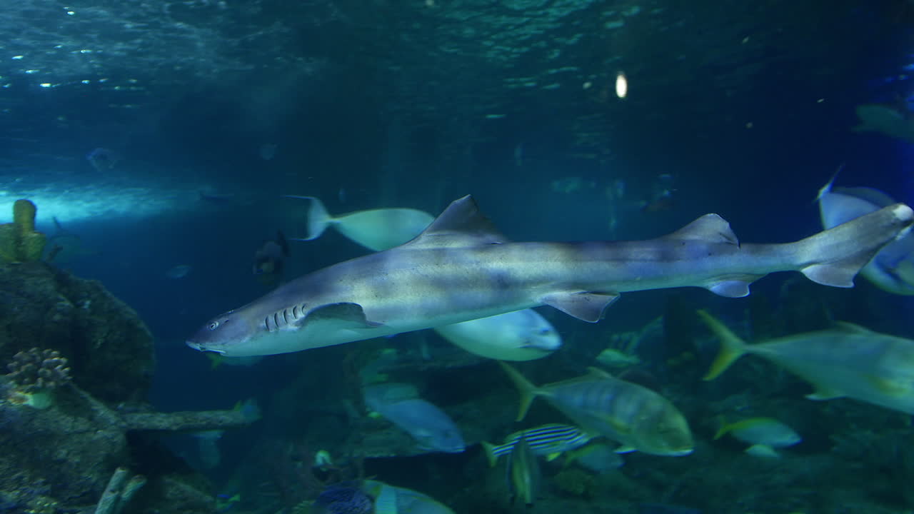 Underwater Shark in Aquarium