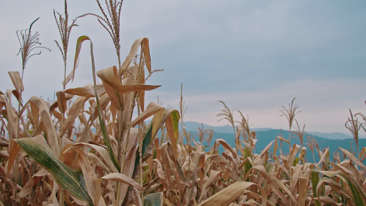 Dried Corn Field with Mountains in the Background