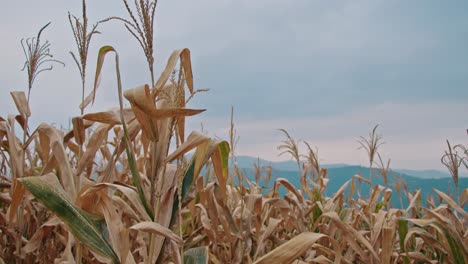 dried corn field with mountains in the background