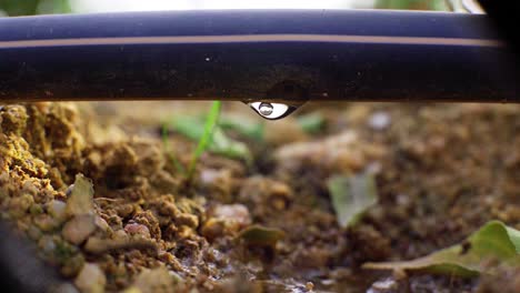 water dripping from a pipe with drip irrigation