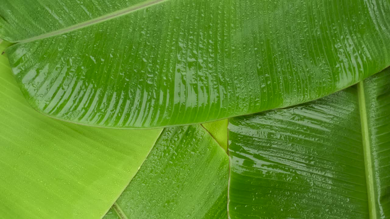 Rotate shot of green banana leaves surface