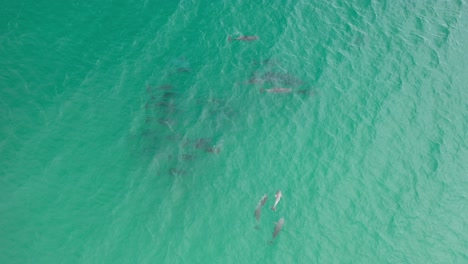 Vista-Aérea-De-Una-Manada-De-Delfines-Nadando-Suavemente-En-Las-Aguas-Cristalinas-Del-Océano-Pacífico-1