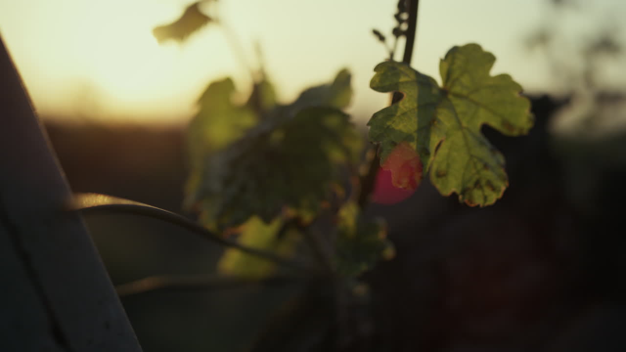 Grape leaves swaying wind at sunset closeup. Vineyard on soft evening sunlight.