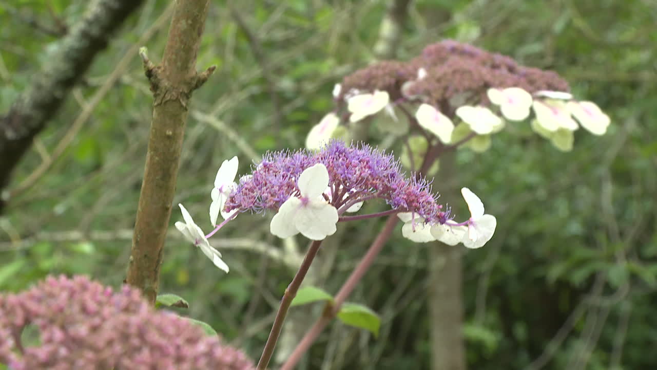 Close-up of Hydrangea Flowers