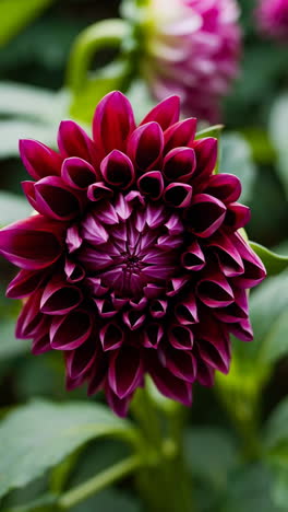 dahlia flower blooming progression