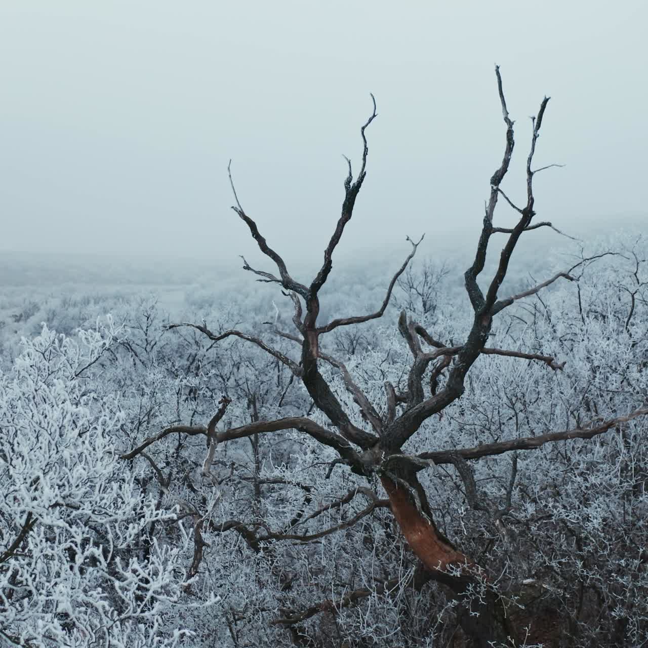 Dry brown tree among white trees in winter. Beautiful landscape of snowy trees in the forest. Winter time.