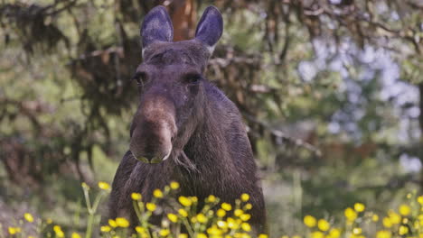 female elk standing and gazing on wild flowery field