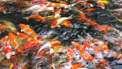 colorful fancy koi fish in the pond