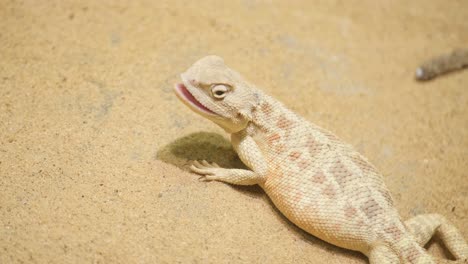 lizard on sand