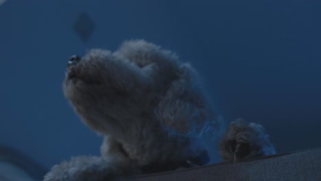 alert and attentive poodle poodle dog filmed in low angle at night in his living room