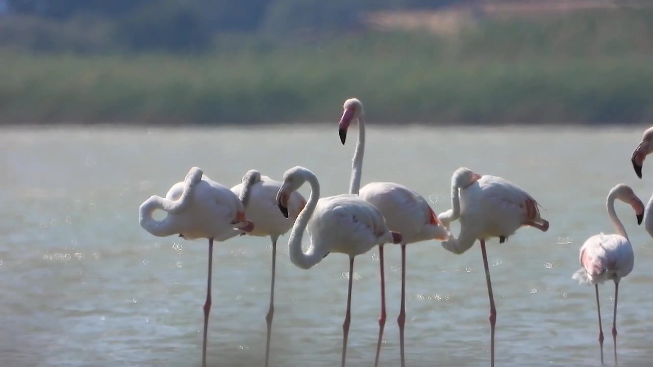 Group of Flamingos Standing in Shallow Water with Flying Seagulls