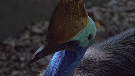 closeup of southern cassowary's colorful neck and large helmet-like head with distinctive casque on top