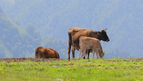 Kühe-Grasen-Zusammen-Auf-Einem-Feld.-Kühe-Laufen-In-Die-Kamera.