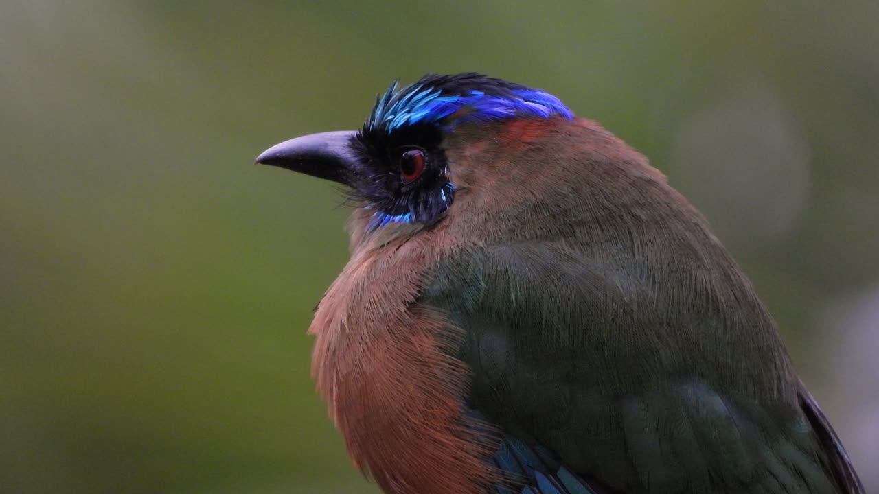 숲 속 트렁크에 앉아 있는 파란 왕관을 쓴 모트모트