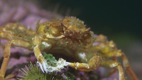 small decorator crab close up in 60 fps in 4k slow motion