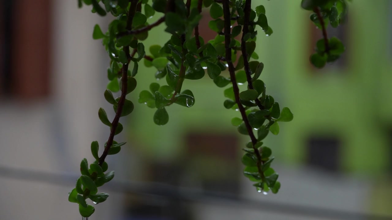 Pioggia che cade sulle foglie dell'albero