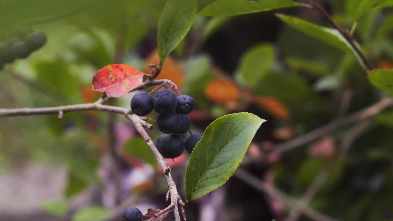 Hands prune and pick ripe organic blackberry harvest from leafy bush