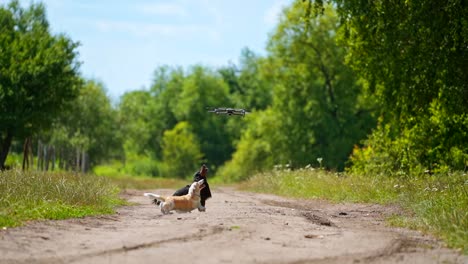 domestic animals concept. small dogs breeds playing with dron outside. video of funny dogs playing. summer nature background.