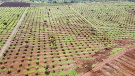 Tecnología-De-Agricultura-Inteligente:-Vista-Aérea-De-Drones-De-Una-Granja-De-Aguacate-En-Kenia