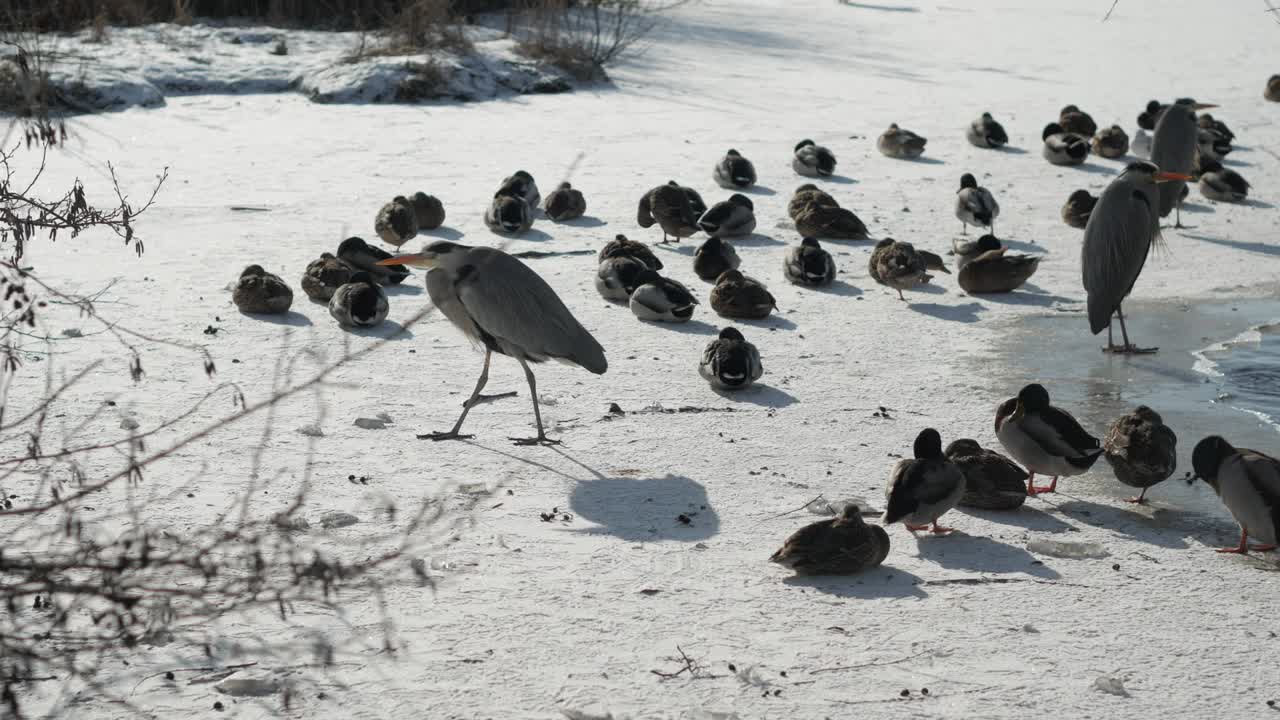 garza gris caminando con gracia sobre la superficie congelada del lago