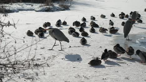 grey heron walking gracefully on frozen surface of lake