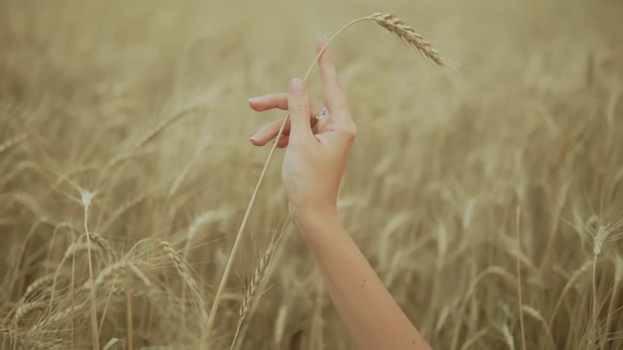 Woman's hand running through wheat field. girls hand touching wheat ears Close Up. Harvest concept. Harvesting. Slow motion shot