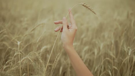 woman's hand running through wheat field. girls hand touching wheat ears close up. harvest concept. harvesting. slow motion shot