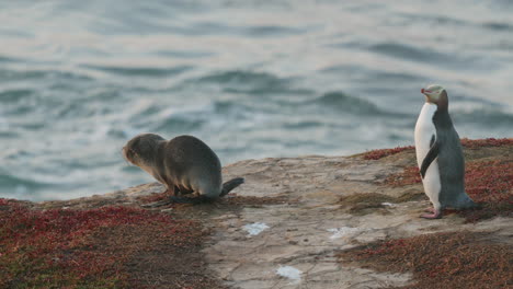 Yellow-eyed-Penguin-And-Seal-Pup-Crawling-On-Coastal-Rock-At-Sunrise-In-New-Zealand