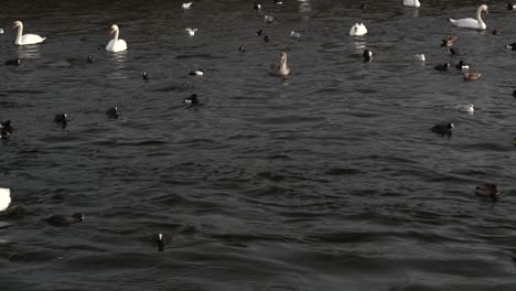 Multiple-swans-and-ducks-swimming-in-water