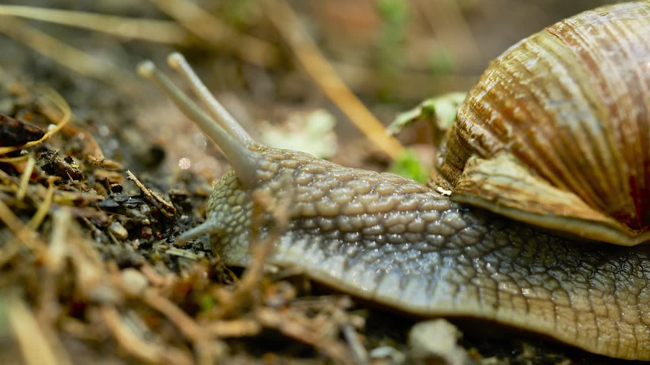 Una lumaca sta compiendo il suo lento viaggio attraverso la foresta, scivolando con grazia su foglie e ramoscelli