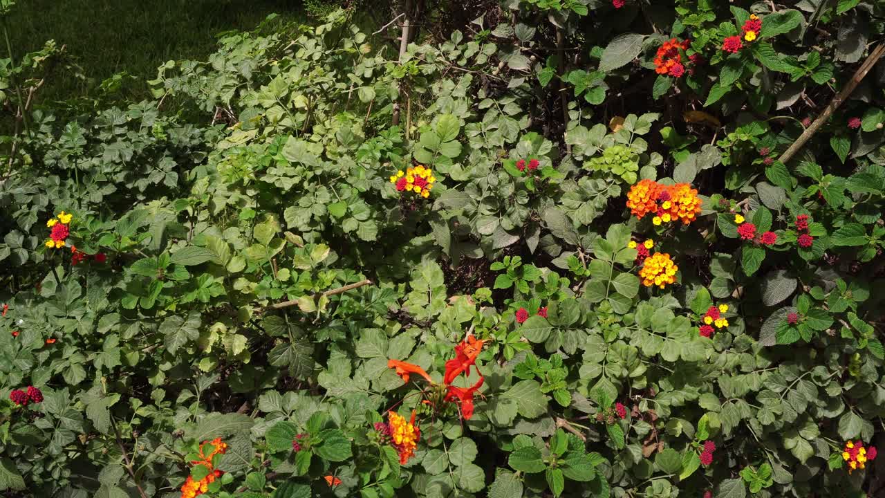 A shrub with lots of green and some yellow and red flowers gives a beautiful view under the effect of daylight