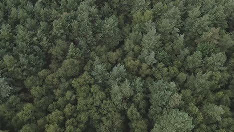 tree tops of thick boreal forest create green textured pattern, aerial