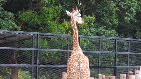 una jirafa de pie y mirando por encima de la valla en un zoológico de la india, mirando de izquierda a derecha y masticando con su lengua sobresaliendo