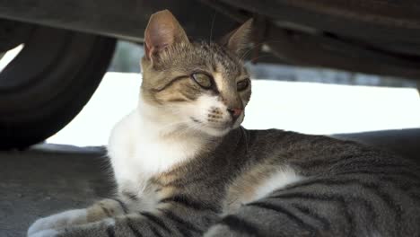 Curious-brown-and-white-cat-relaxing-in-shadow-under-parked-car