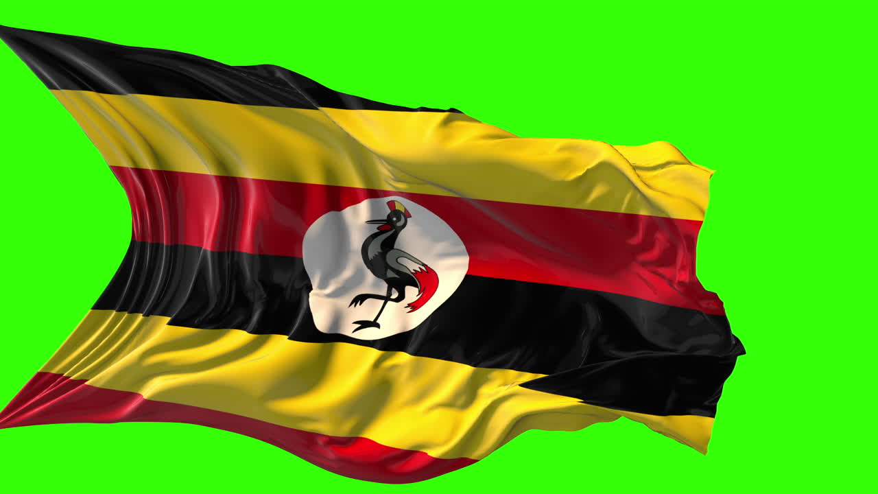 Waving Uganda Flag with Grey Crowned Crane on Green Screen