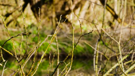 Static-view-of-wild-dry-grey-plants-beside-a-river