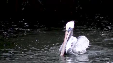 Nahaufnahme-Eines-Pelikans,-Der-Im-Florida-Canal-Schwimmt