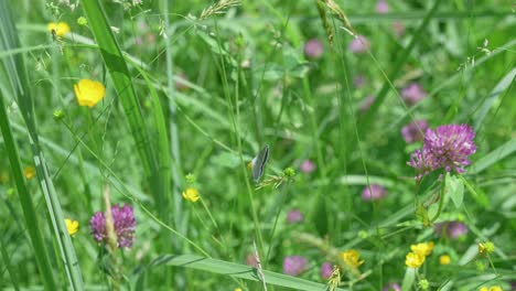 la mariposa azul de cola corta se alimenta del néctar de la flor de ranúnculo en un prado