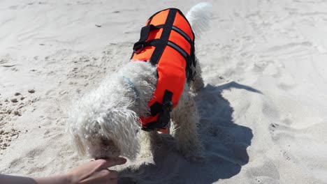 Bichon-Frise-playing-and-getting-treat-on-sandy-beach,-handheld-view